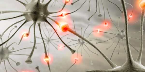 neuroni e sinapsi